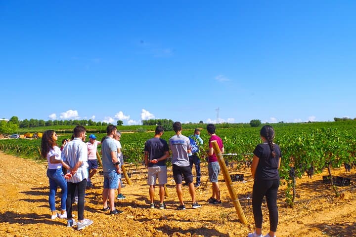 Premium Wine Tasting & Gastronomic Pairing Lunch near Valencia