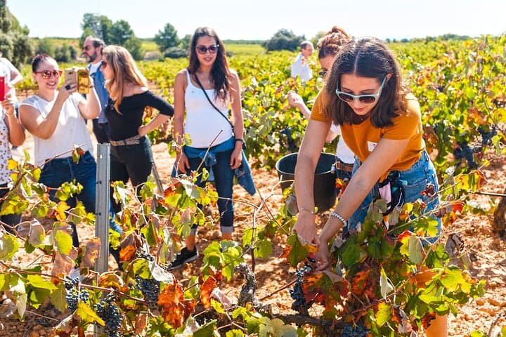 Premium Wine Tasting & Gastronomic Pairing Lunch near Valencia
