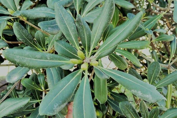 Pittosporum tobira
