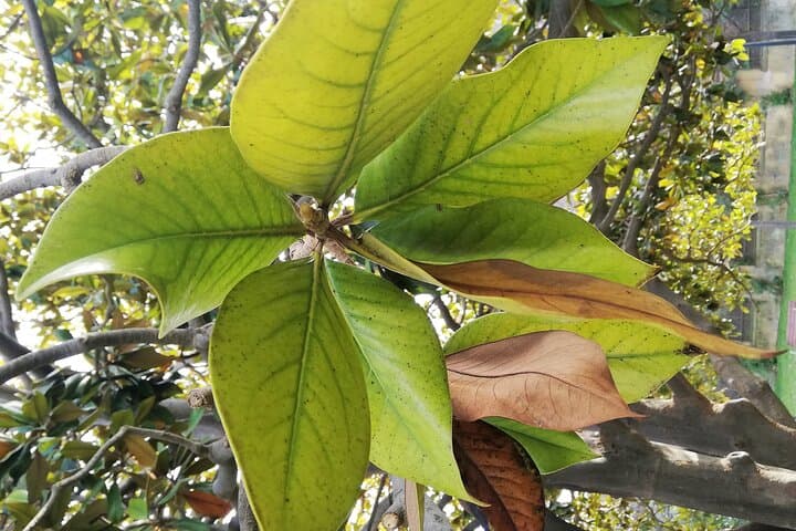 magnolia grandiflora