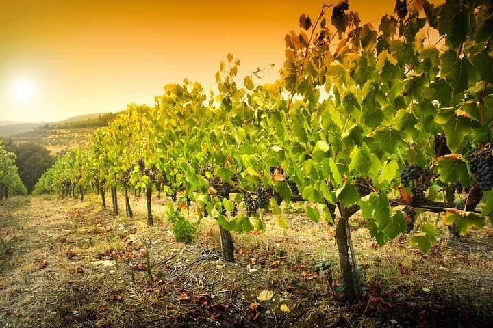 Behind the Wine: Guided Winery Tour & Tasting in Extremadura