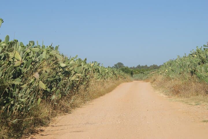 Self-guided Bike Tour around Doñana from Seville
