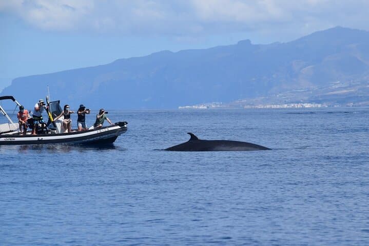 2 Hours Bonadea II Ecological Watching of Cetaceans Tour