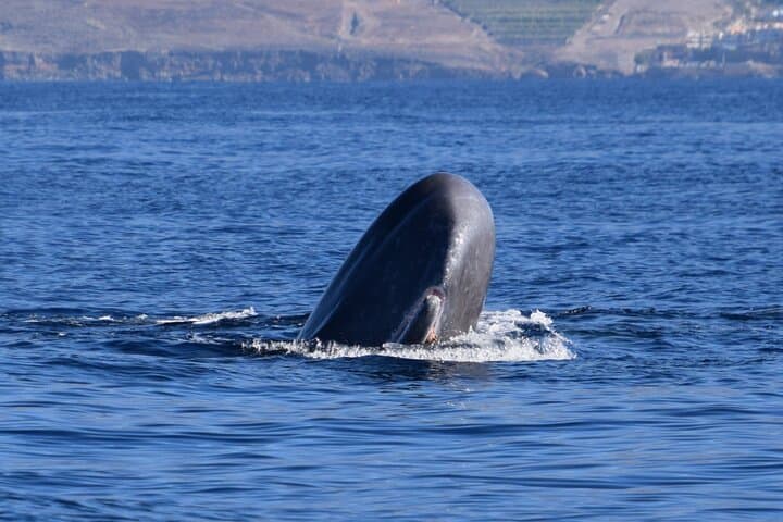 2 Hours Bonadea II Ecological Watching of Cetaceans Tour