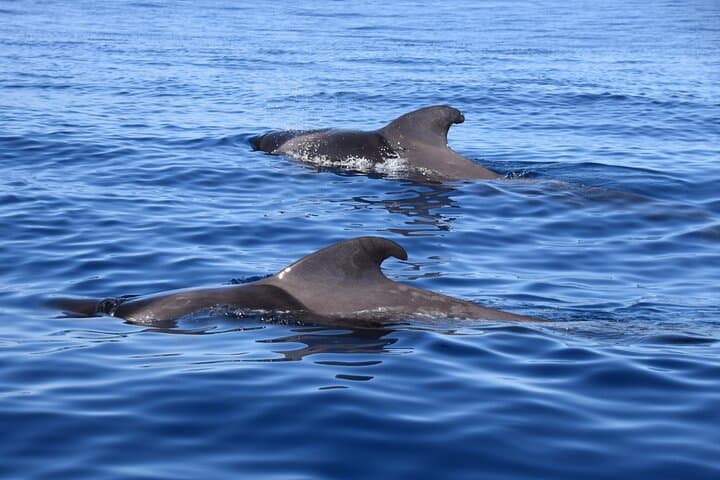 2 Hours Bonadea II Ecological Watching of Cetaceans Tour