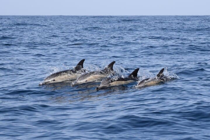 2 Hours Bonadea II Ecological Watching of Cetaceans Tour