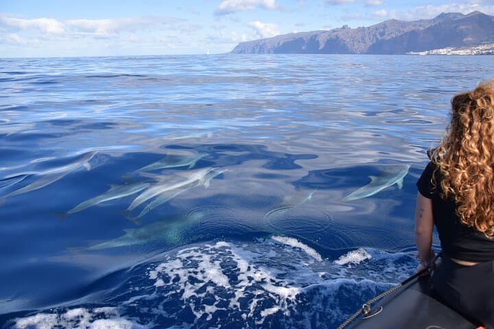 2 Hours Bonadea II Ecological Watching of Cetaceans Tour
