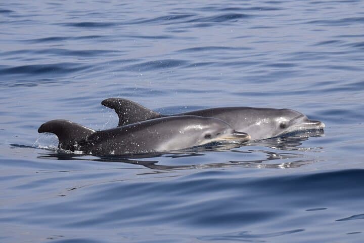 2 Hours Bonadea II Ecological Watching of Cetaceans Tour
