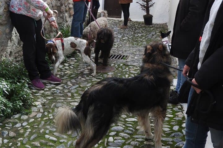 Guided visit to the Realejo with dogs