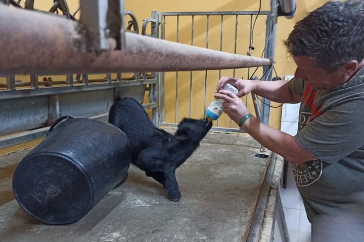 Tenerife Animal Farm Private Car Tour. Canarian Cheese and Wine