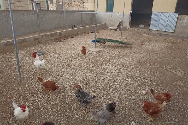 Tenerife Animal Farm Private Car Tour. Canarian Cheese and Wine