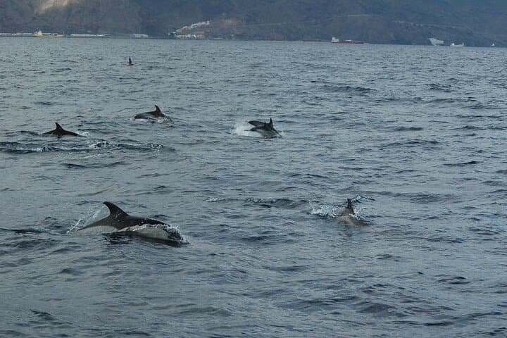 Bottlenose dolphins