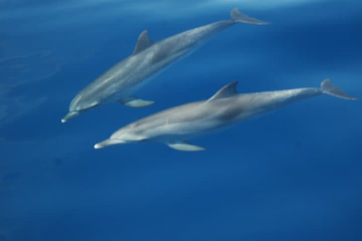 Grey dolphin