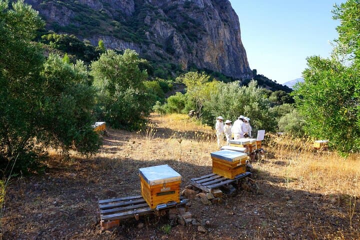 Bee Excursions in the Sierra de Cadiz