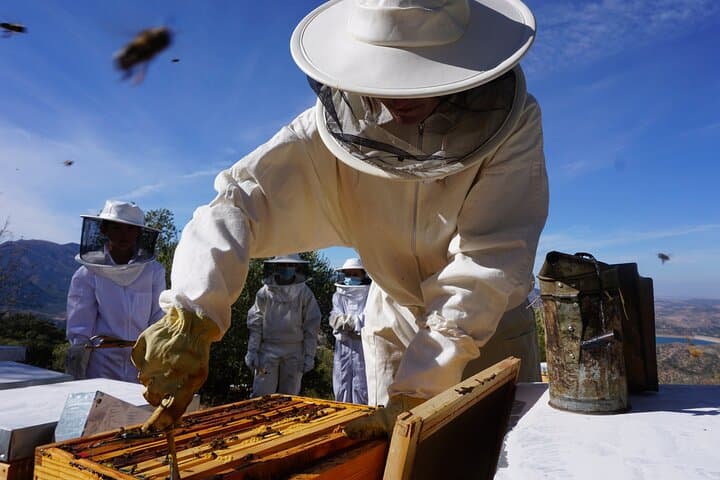 Bee Excursions in the Sierra de Cadiz