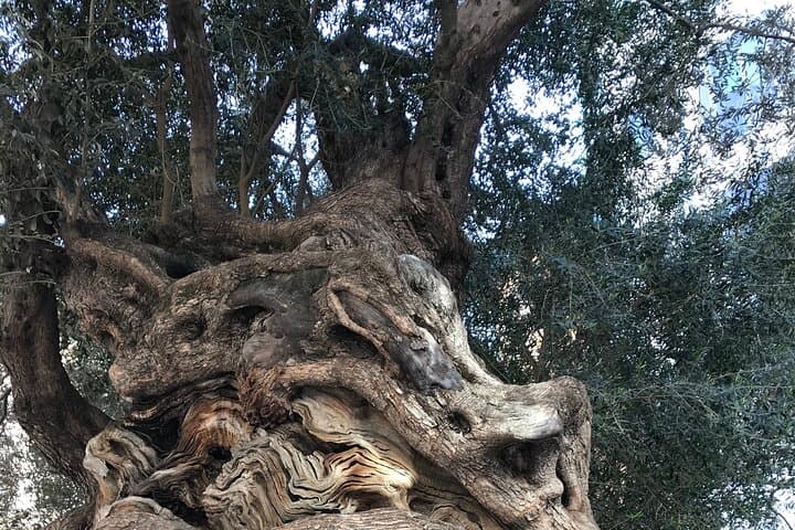Ancient olive tree