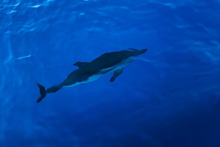 Sail Beyond The Bleu: A Formentera Day Escape!