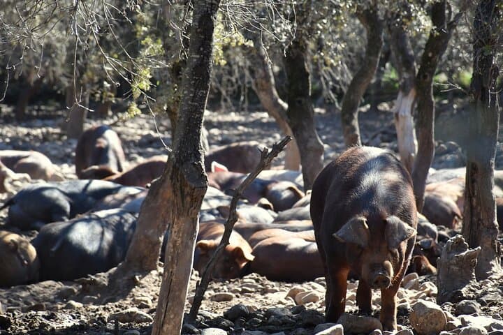 La Rioja Biosphere Organic Pig Farm and Ham and Wine Tasting