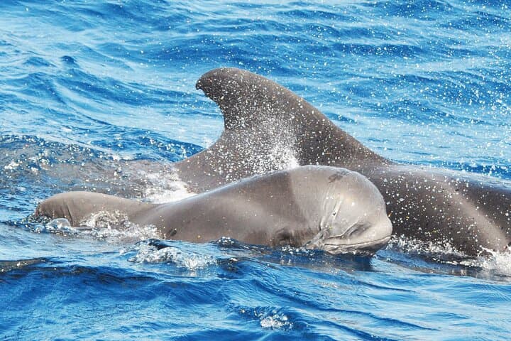 MAGIC DOLPHIN - fuerteventura boat trips - whale watching