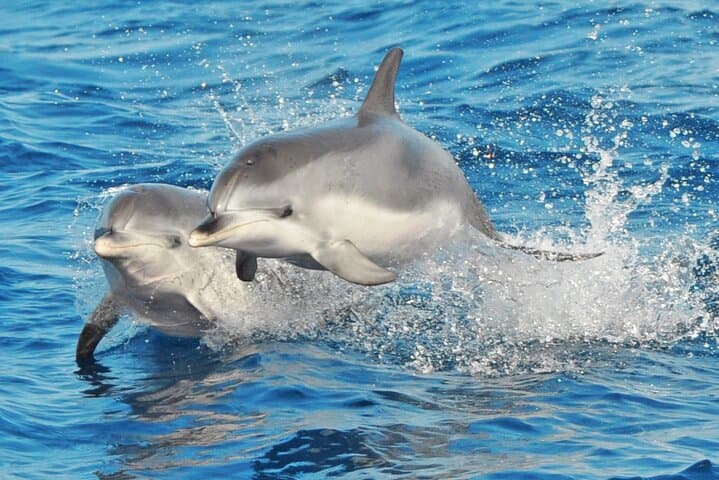 MAGIC DOLPHIN - fuerteventura boat trips - whale watching - dolphin watching