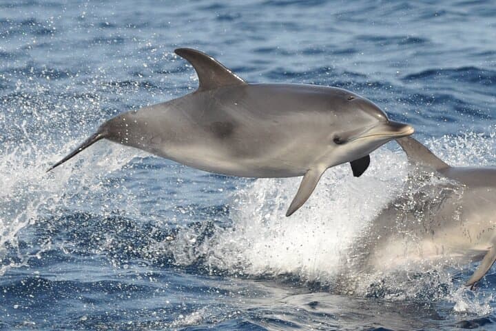 MAGIC DOLPHIN - whale watching fuerteventura - dolphin watching - morro jable