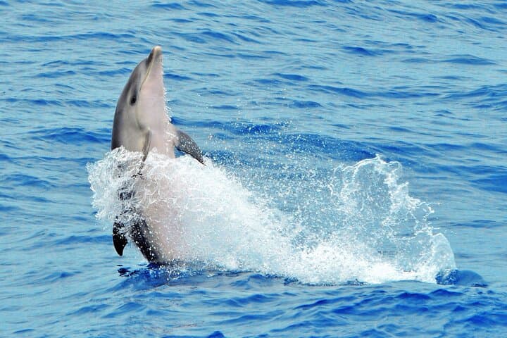 MAGIC DOLPHIN - FUERTEVENTURA boat trips - whale watching - delfin tour