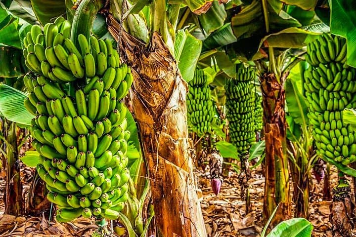 We go Bananas. Important plant for Tenerife.