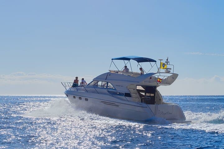 Whales and Dolphins excursion on a Luxury Yacht in Canary Islands