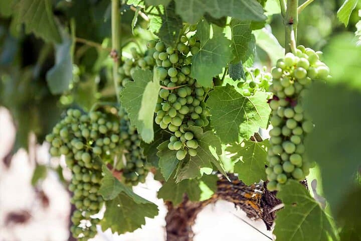 Ronda Organic Wine Tour from Marbella