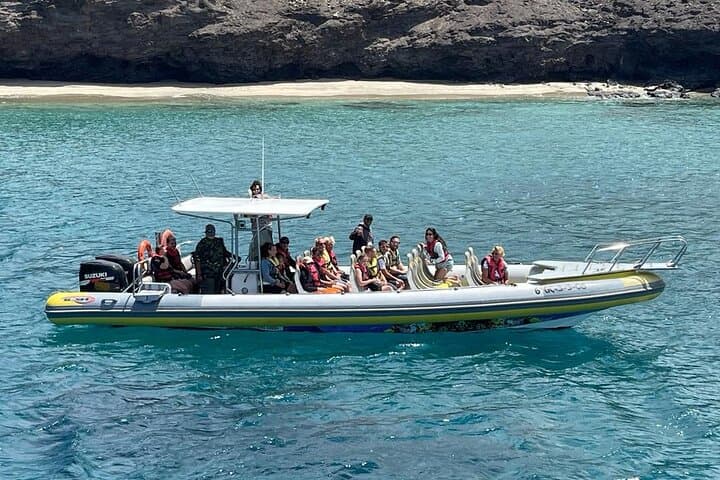 2h Dolphin and Whale Viewing + Snorkeling Tour