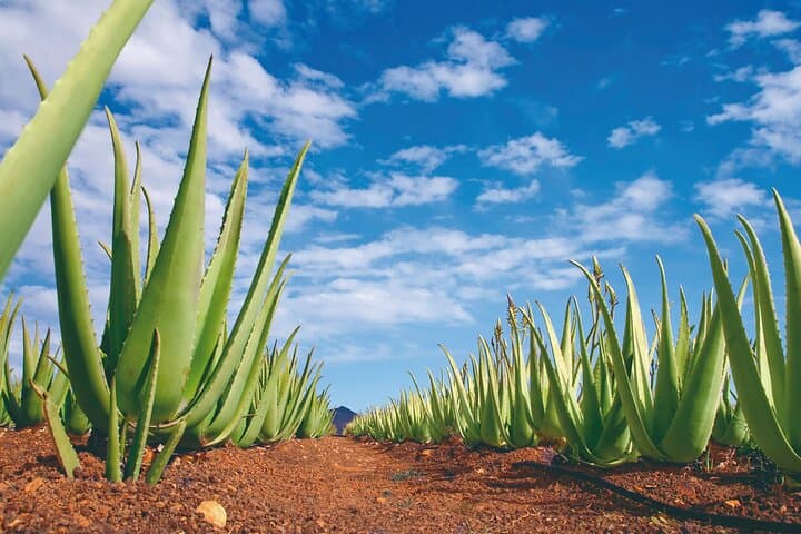 Eastern Majorca Tour with Arta Caves and Aloe Plantation