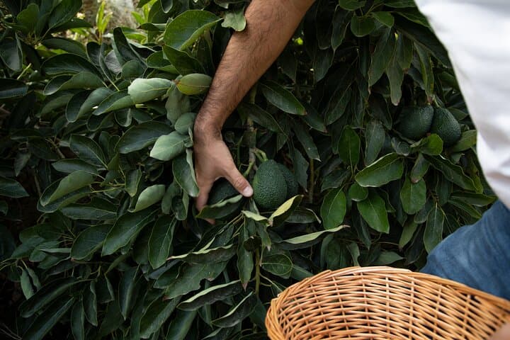 Avocado picking on the tropical coast