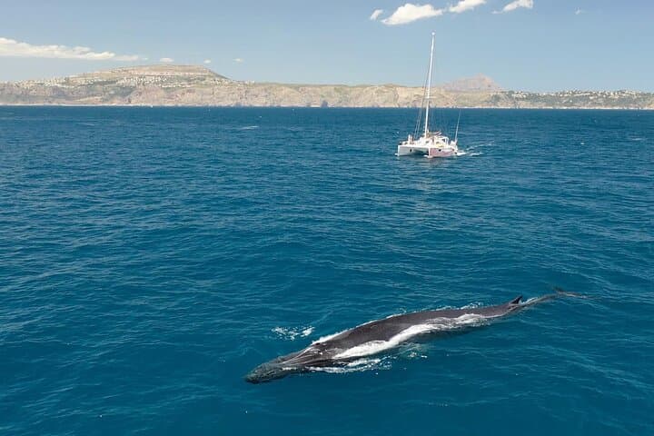 Possibility of sighting cetaceans, especially between the months of May and June. We are in the area with the most recorded sightings of whales in the Valencian Community