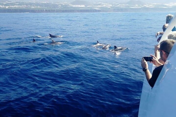 Group of dolphins from the Fantast