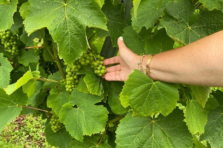 Private San Sebastian Coastal Tour with Txakoli Wine – Full Day