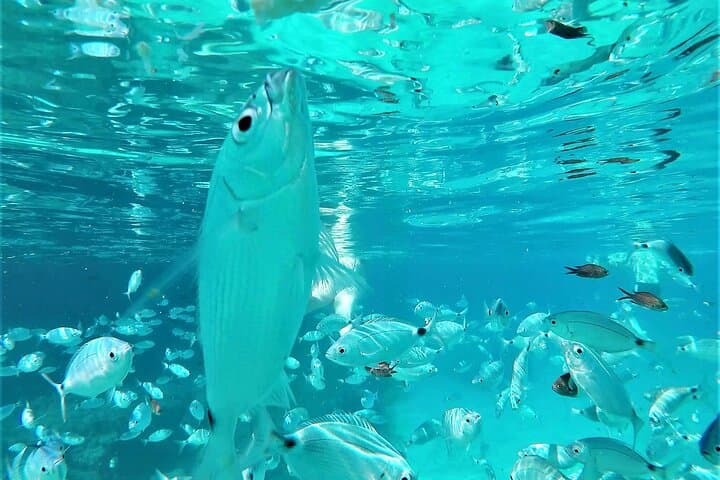 fishes in the sea