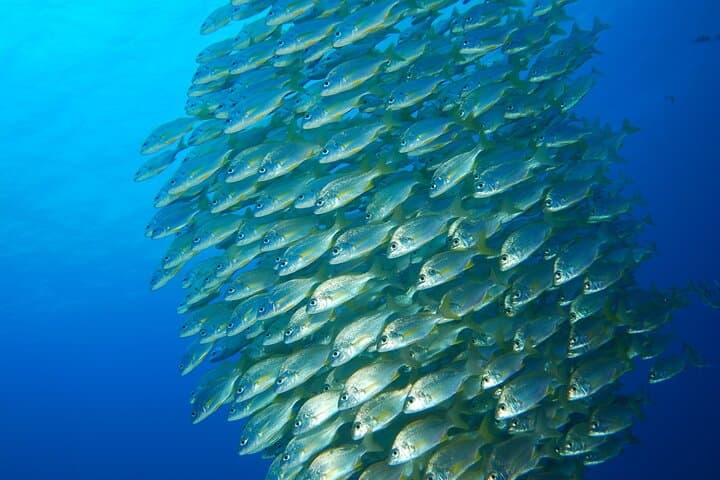 Snorkel Rental 24h, discover Tenerifes Ocean on your own!
