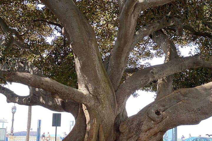 Cádiz Tapa (food) and walking Tour - Half-Day Private tour
