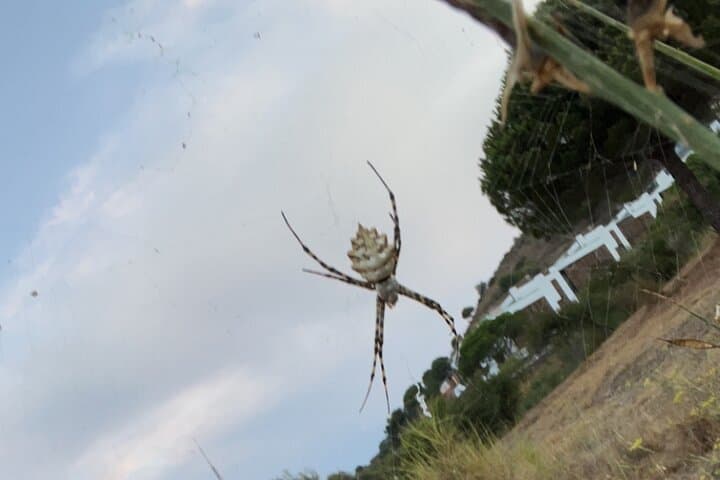 Private Collserola Hills Wildlife Hiking Tour