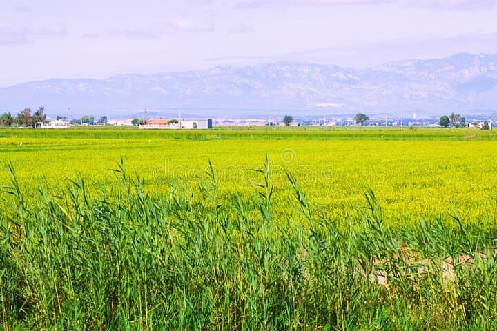 Guided tour of the Ebro Delta (North Delta)