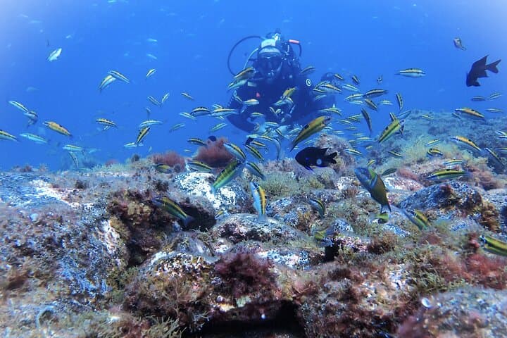 A marine biologist will explain the wonders of the ocean to you. Each fish, a curiosity!