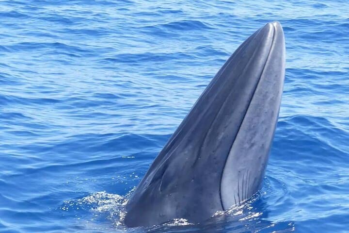 whales of the giants
