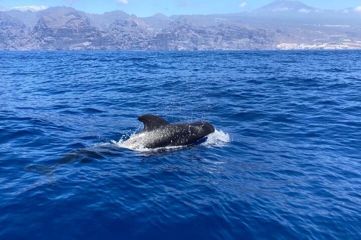 Dolphins in freedom