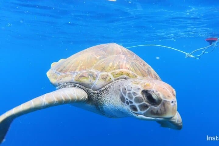 Snorkeling in a Wonderful Volcanic Bay
