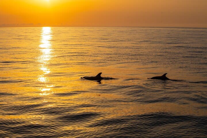Sunrise Boat Trip in Mallorca with Dolphin-Watching
