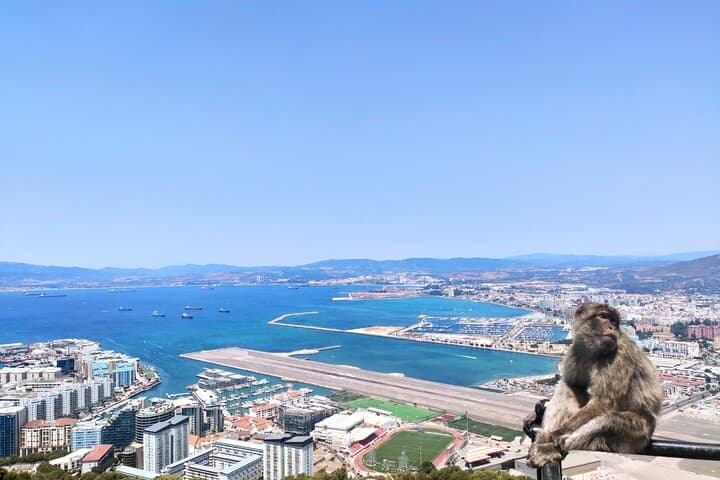The famous monkeys of Gibraltar
