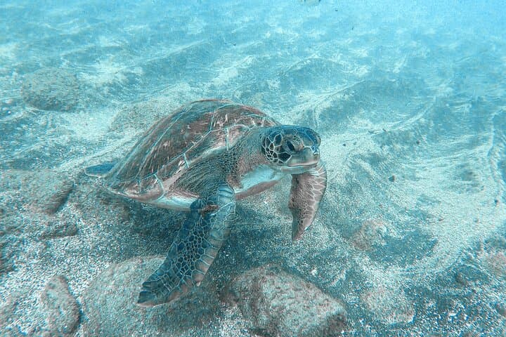 Kayaking + snorkeling with turtles