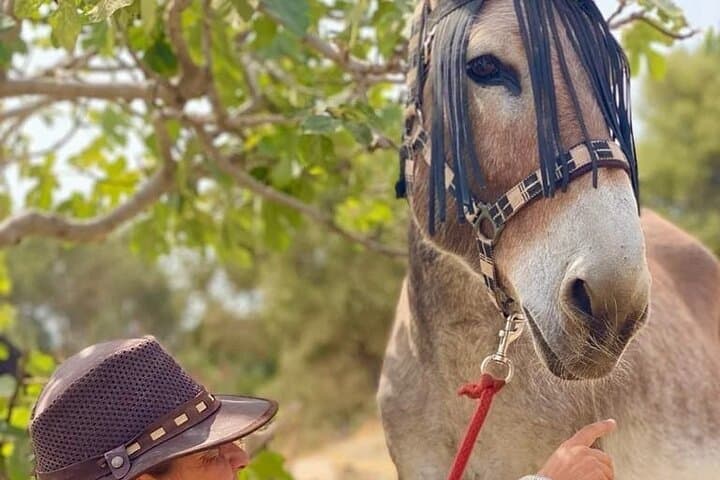 One of our lovely donkeys