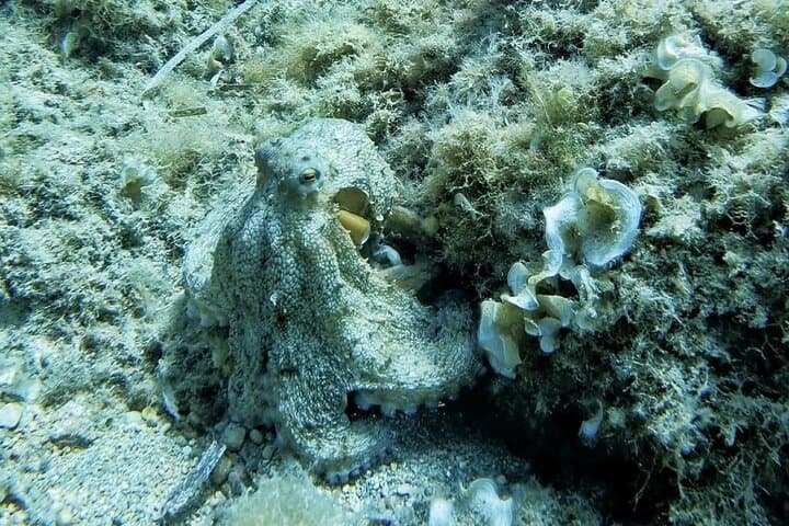 Mallorca PRIVATE Reservation*Scuba dive + photo/video