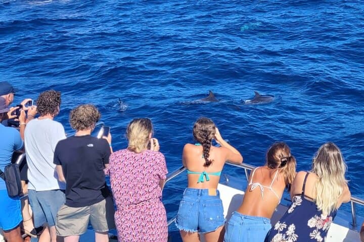 Half-Day Cruise Tour-Dolphin and Whale Watching
